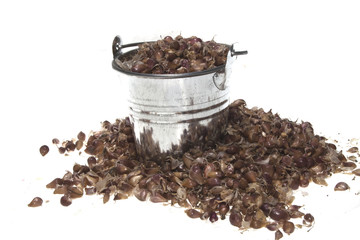 garlic isolated on white background