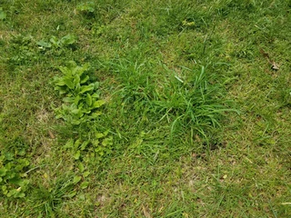 Fotobehang green grass and dirt © Justin