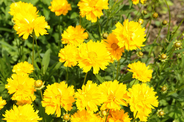 初夏の黄色い花