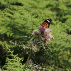 Butterfly sitting on a thistle. Spring scene in Nepal.