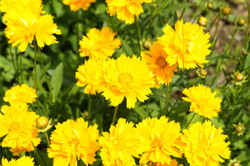 初夏の黄色い花