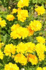 初夏の黄色い花