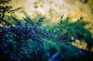 Verde mañana fresca desde mi ventana