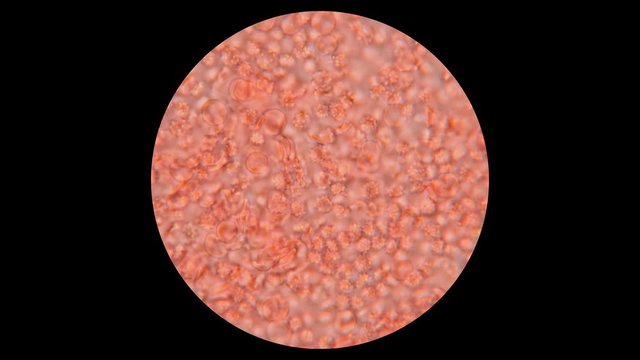 blood of a dog under a microscope