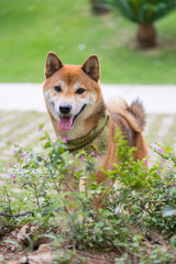 Lovely Shiba Inu, walking in the park