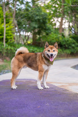 Lovely Shiba Inu, walking in the park