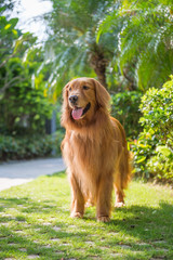Lovely golden retriever, playing in the park