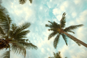 Obraz na płótnie Canvas Vintage nature background - coconut palm tree on tropical beach blue sky with sunlight of morning in summer, uprisen angle. vintage instagram filter