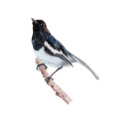 Bird  watercolor illustrations and Hand drawn sketch. Watercolor painting Cute Bird. Animal Illustration isolated on white background.