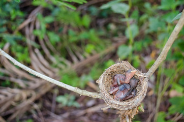 New born bird sleeping in the nest.