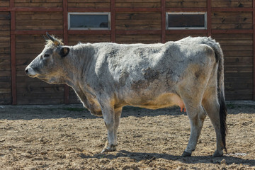 Cow corral animals farm on sunny day