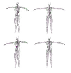 3D rendering illustration of the  lymphatic system