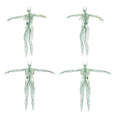 3D rendering illustration of the  lymphatic system