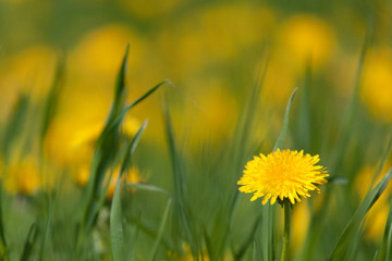 dandelions in the spring garden
