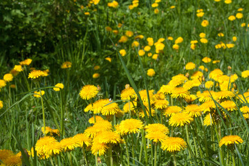 dandelions in the spring garden