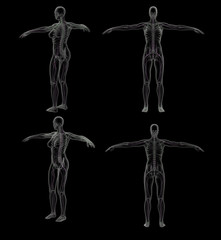 3D rendering illustration of the nervous system