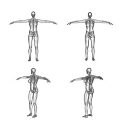 3d rendering illustration of reproductive