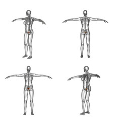 3d rendering illustration of reproductive