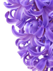 Flower hyacinth