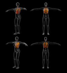 Obraz premium 3D rendering illustration of the respiratory system