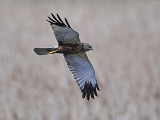 Western marsh harrier (Circus aeruginosus)