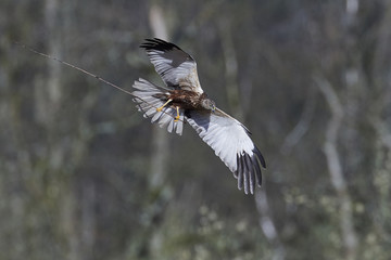 Western marsh harrier (Circus aeruginosus)