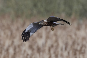 Western marsh harrier (Circus aeruginosus)