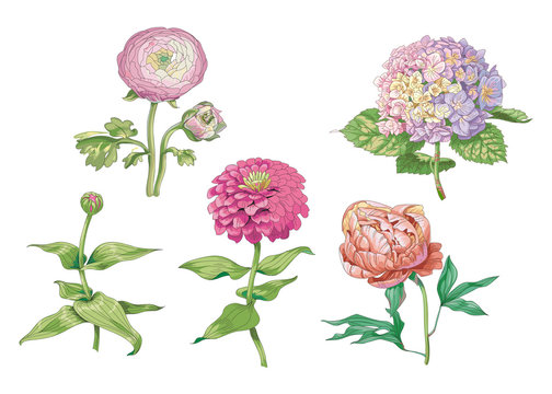 Set of beautiful gentle flowers isolated on white background. Hydrangea, peony and zinnia. A large buds and inflorescence on a stem with green leaves. Botanical vector Illustration.