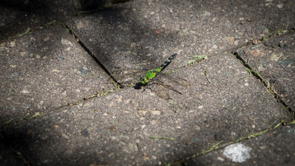 Green Dragonfly