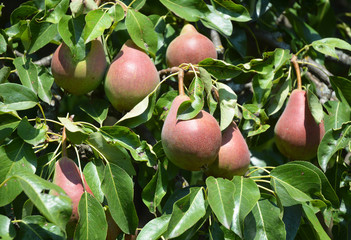 Pears: planting, growing, and harvesting pears. Growing juicy fresh pears o the pear tree branch.