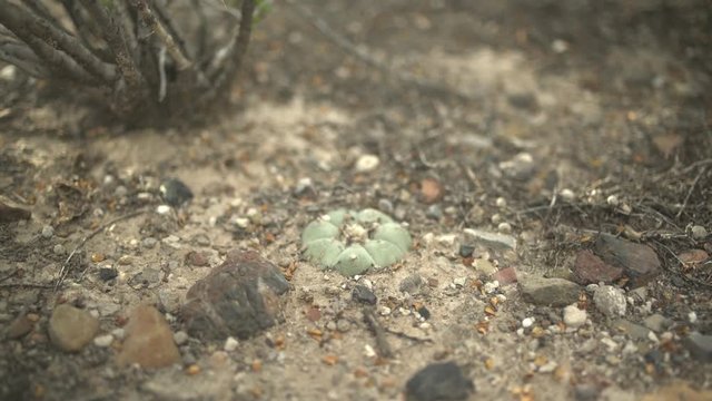 Peyote cactus in ground In desert Tight Shot