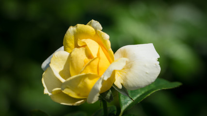 Fototapeta premium Yellow Rose