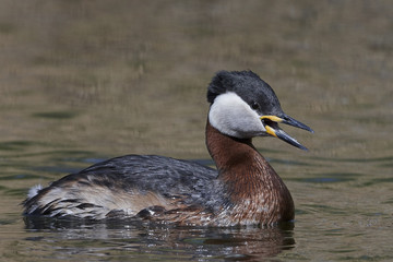 Red-necked grebe (Podiceps grisegena)