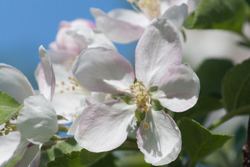 flowers of an apple tree in a spring garden