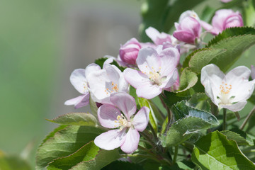 flowers of an apple tree in a spring garden