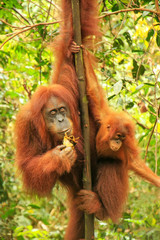 Naklejka premium Female Sumatran orangutan with a baby sitting on a tree in Gunung Leuser National Park, Sumatra, Indonesia