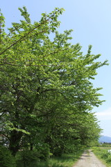 新緑　並木道　砂利道　青空