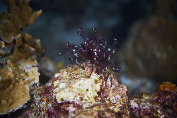 Fish on underwater coral reef