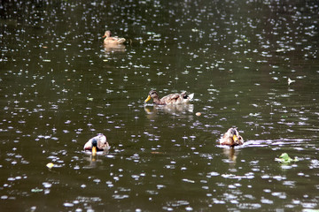 ducks swim in a pond under a pouring rain