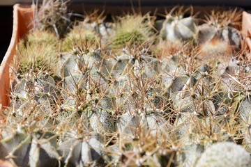 Cactus on a crate, pattern of cactus plant  top view.