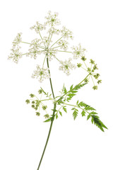 Cow Parsley (Anthriscus sylvestris)