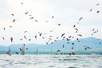 Brahminy kite, Red-backed sea-eagle fly over the sea at Chanthaburi province,Thailand