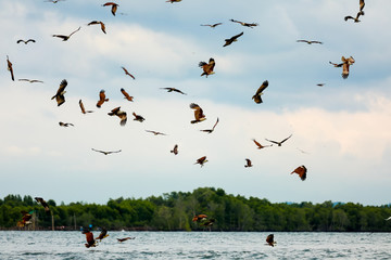 brahminy kite, Red-backed sea-eagle fly over the sea at Chanthaburi province,Thailand