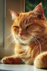 muzzle of a red cat close-up