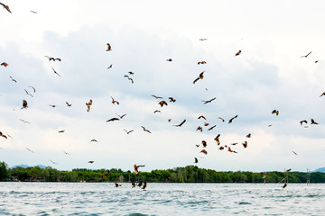 brahminy kite, Red-backed sea-eagle fly over the sea at Chanthaburi province,Thailand
