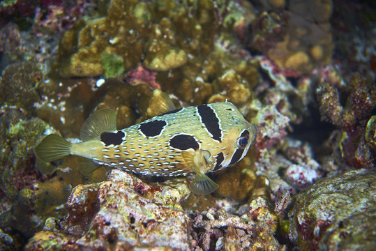 Black-Blotched Porcupinefish