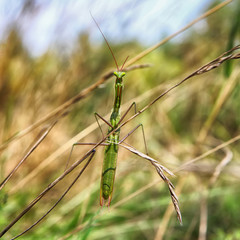 Silhouette of a green grasshopper on a blurred background of grass and sky