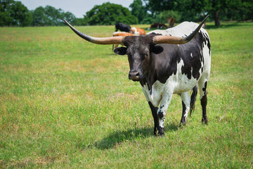 Texas longhorn cattle grazing on spring pasture