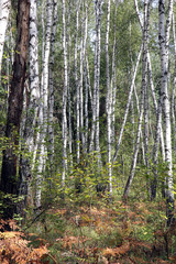 a birch grove on a summer day