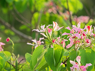 Pink Flowers Phanera Purpurea Isolated on Nature Background